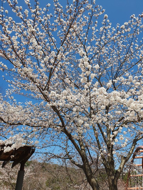 prunus, Blossom壁紙