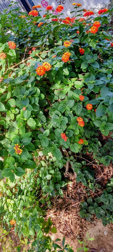 Flowering October