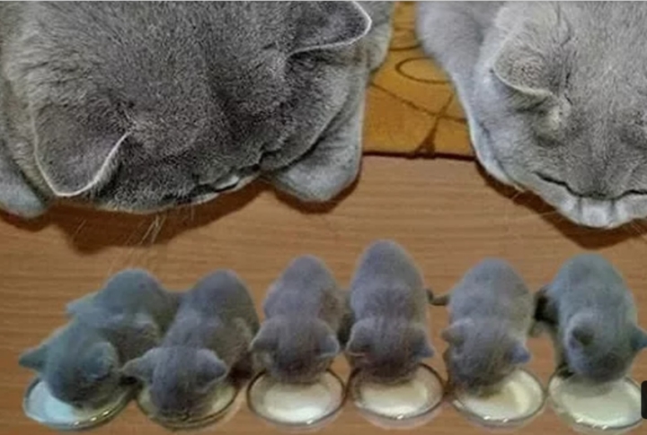 Dinner time for the kiddies