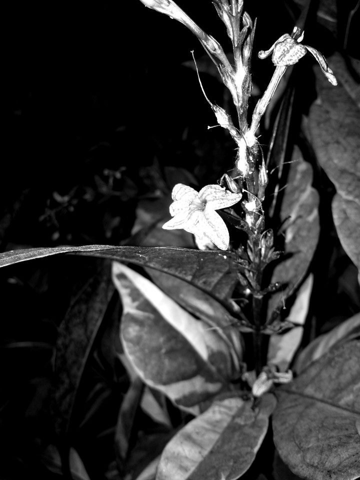 mini Flower