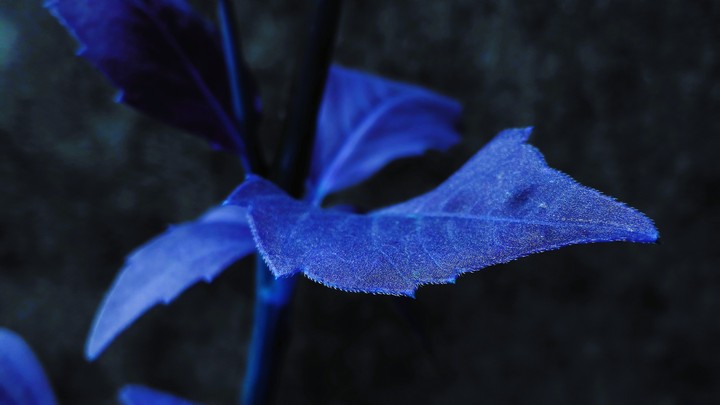leaf