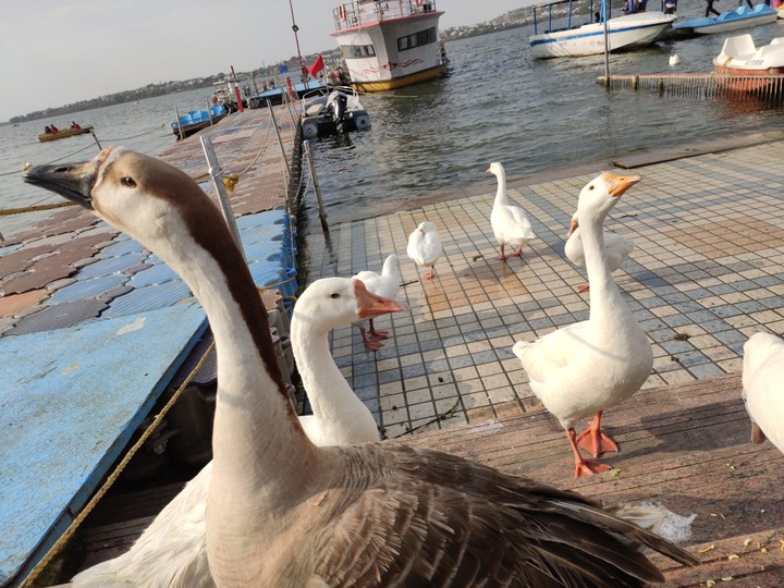 Duck