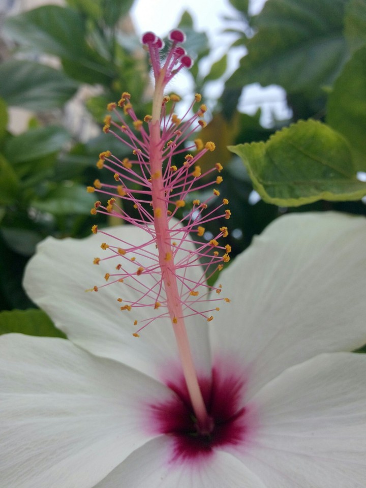 grace flower
