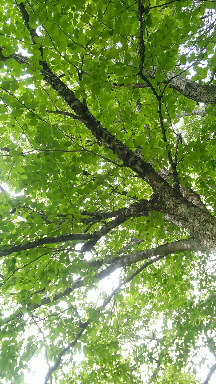Nature's Ceiling