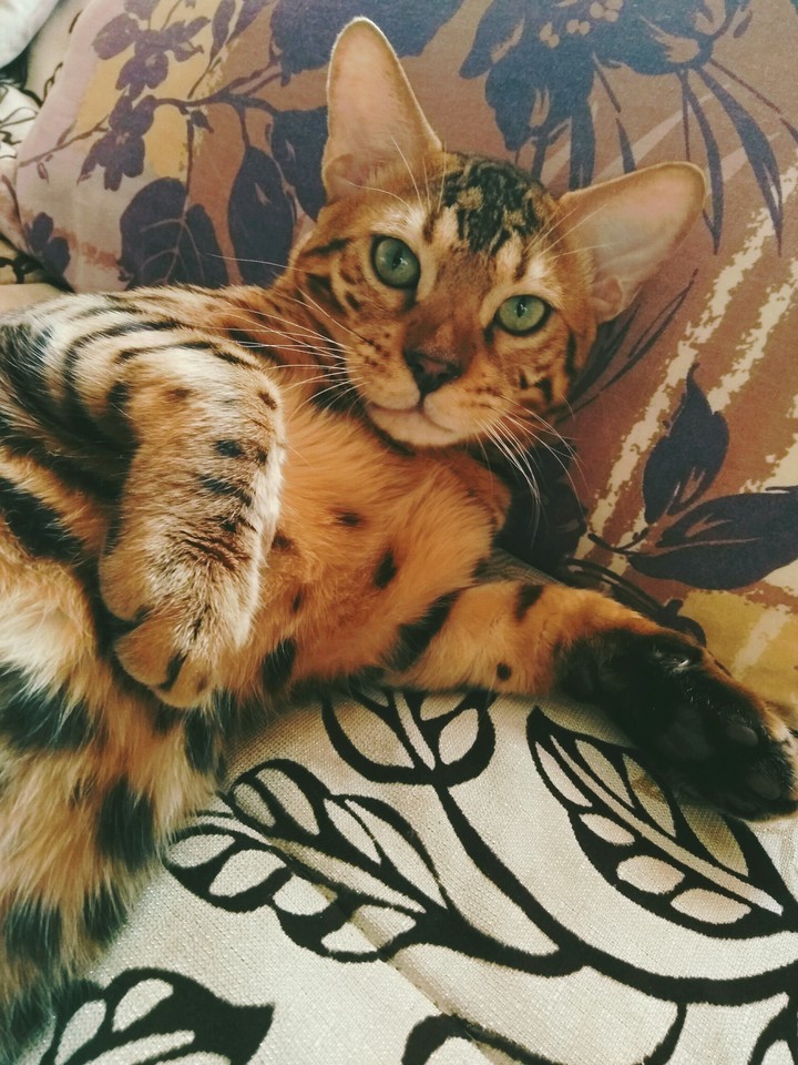 Бенгальский кот