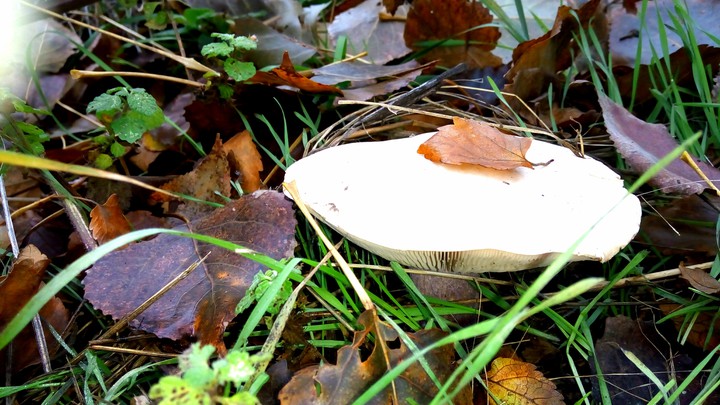 Mushrooms