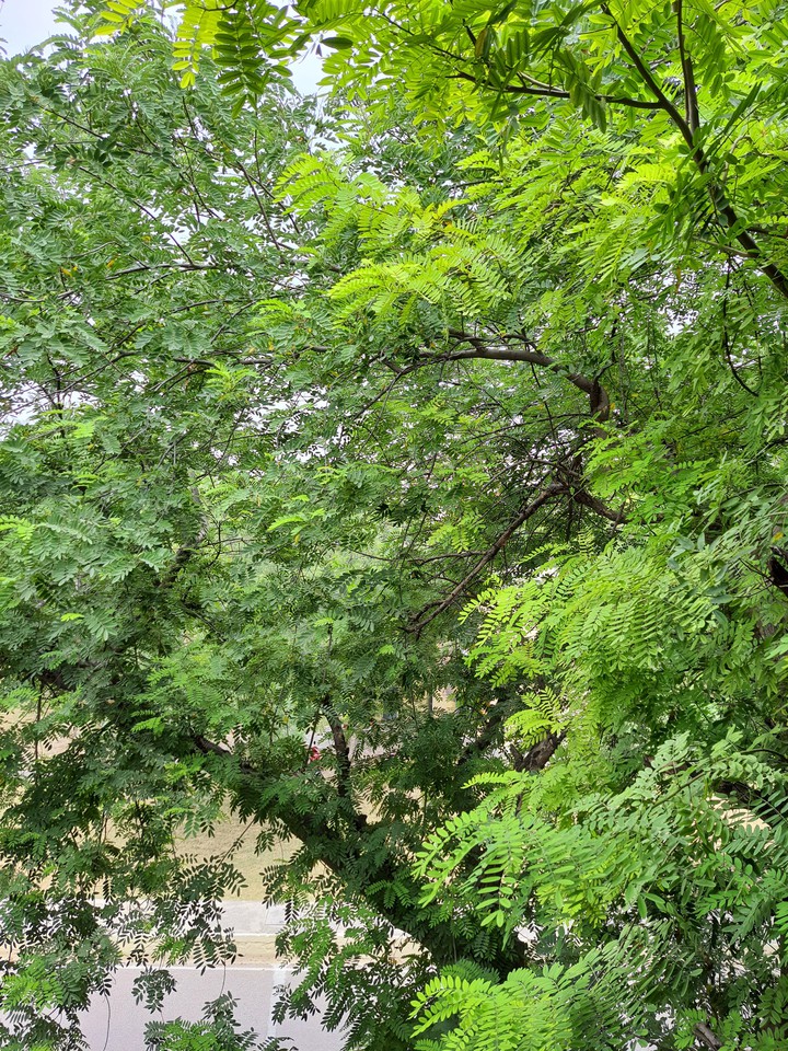Monsoon