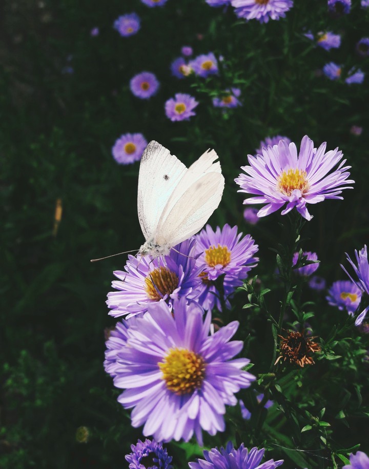 September))