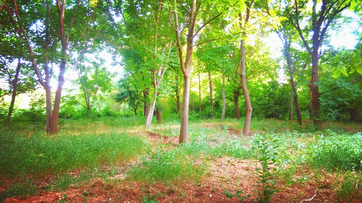 nature
