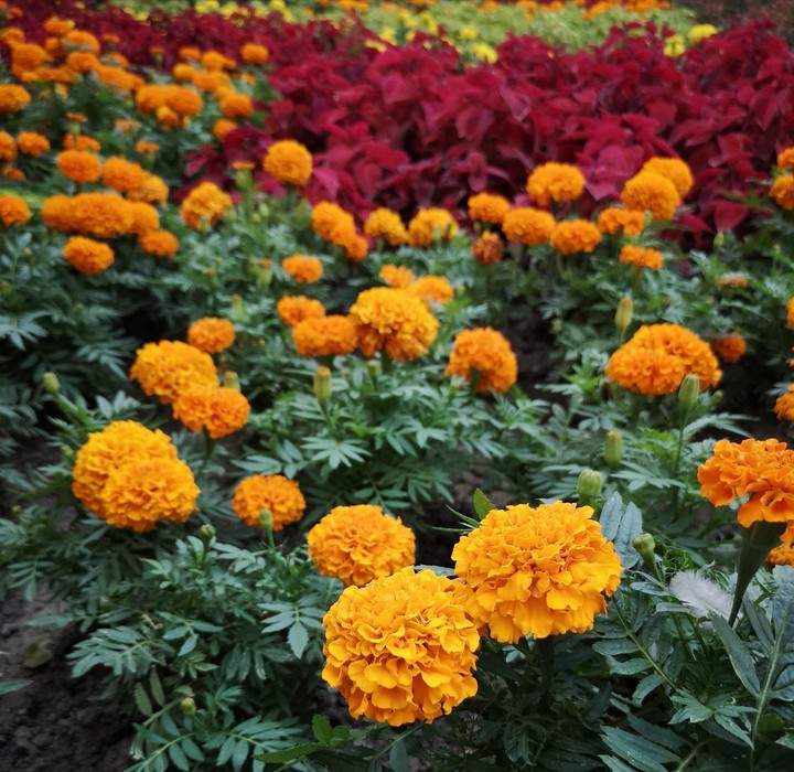 flowers
