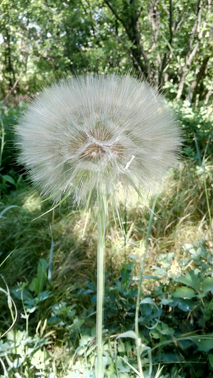 Dandelion