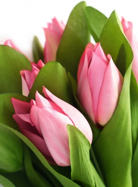 pink tulips