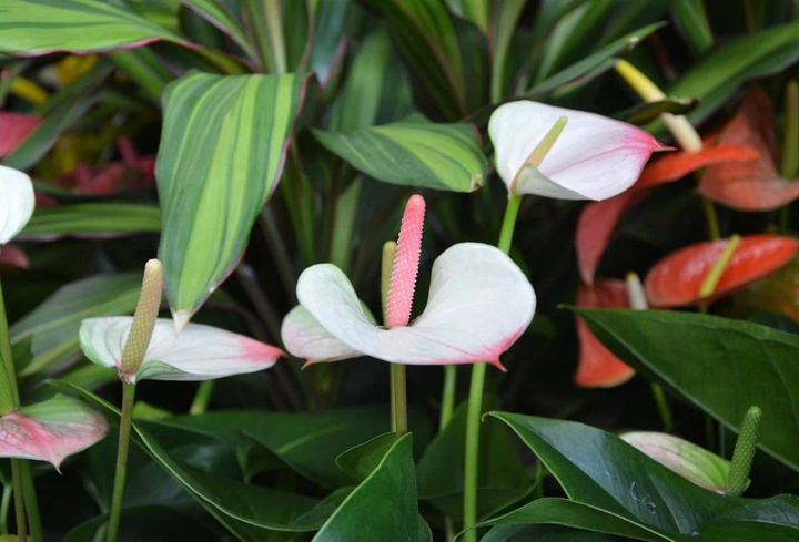 #petals