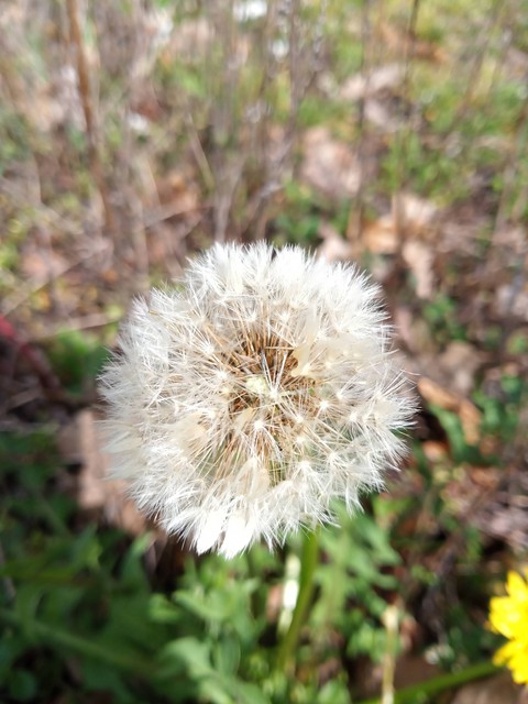 natura