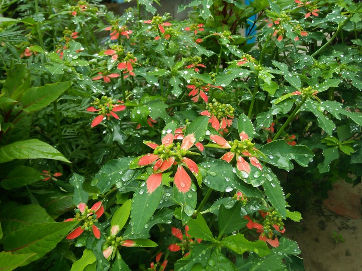 water Drops