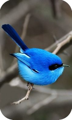 It blue bird.