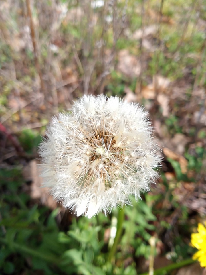 natura