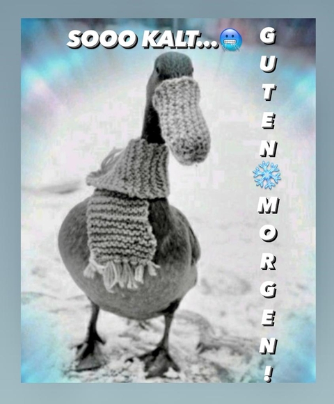 sfondi bird, adaptation