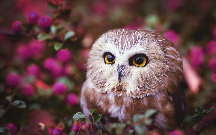 Curious owl