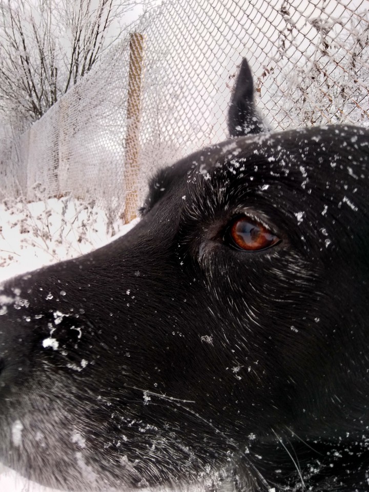 Пёс