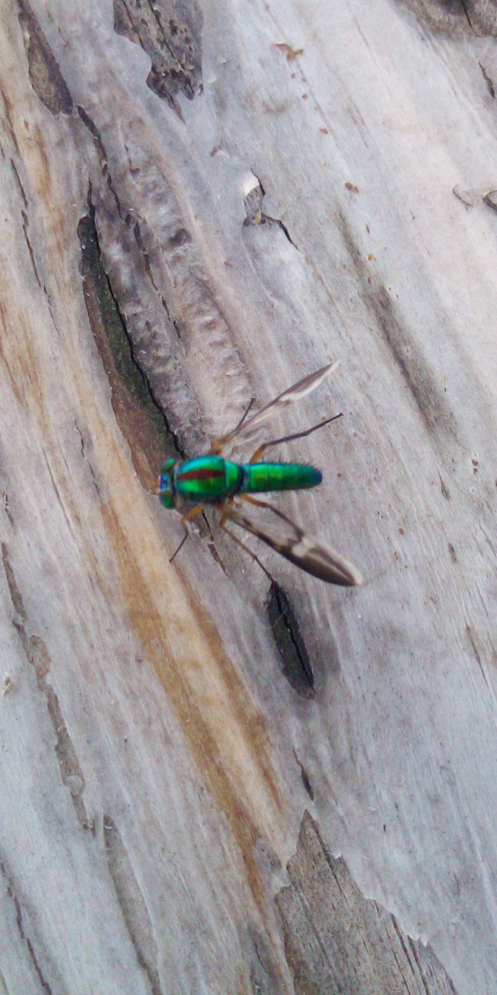 Lalat
