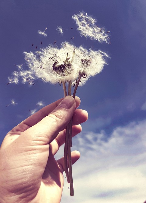 Dandelion