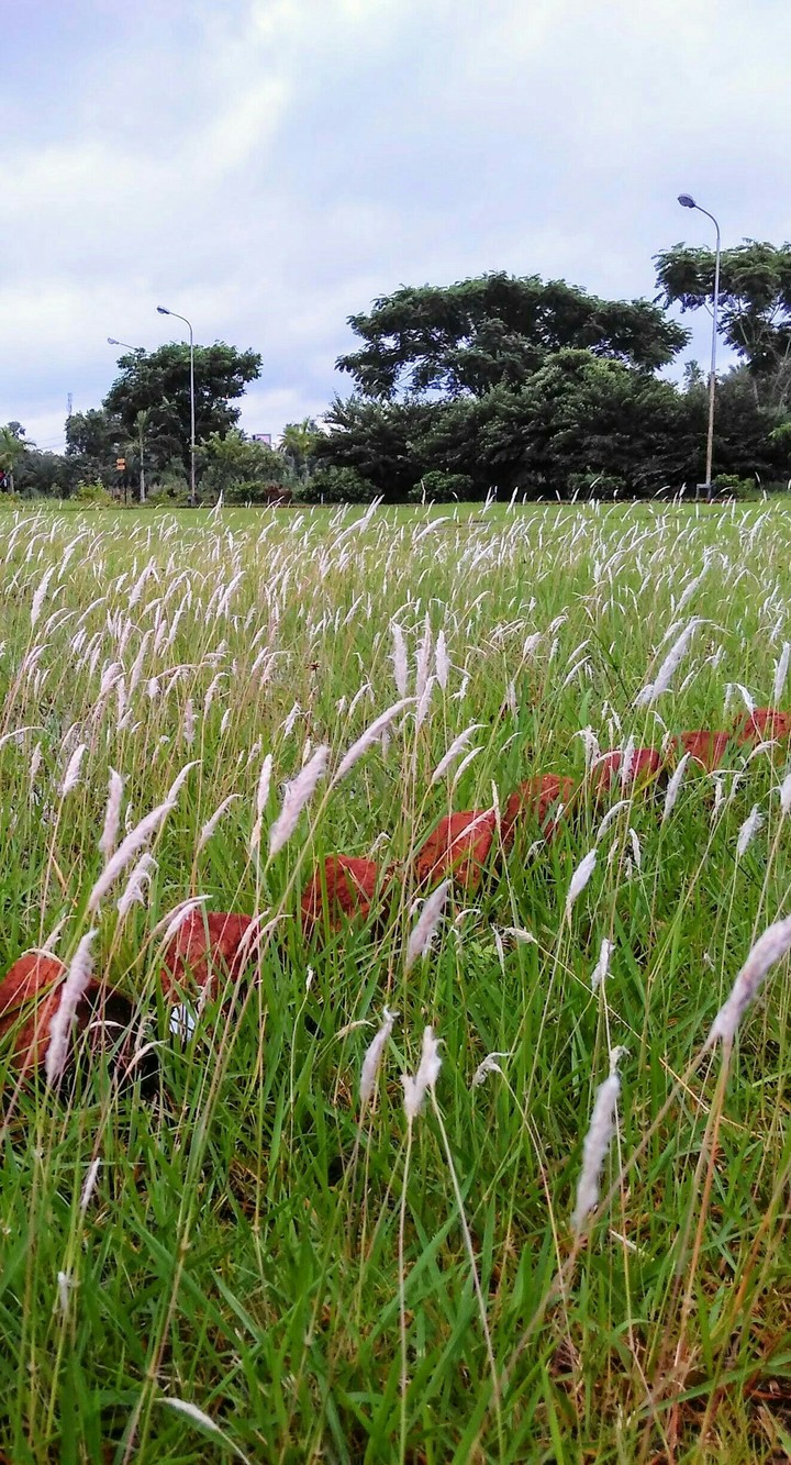 Grass