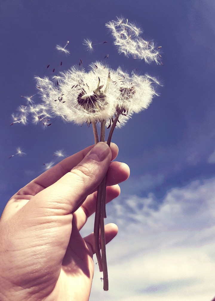 Dandelion