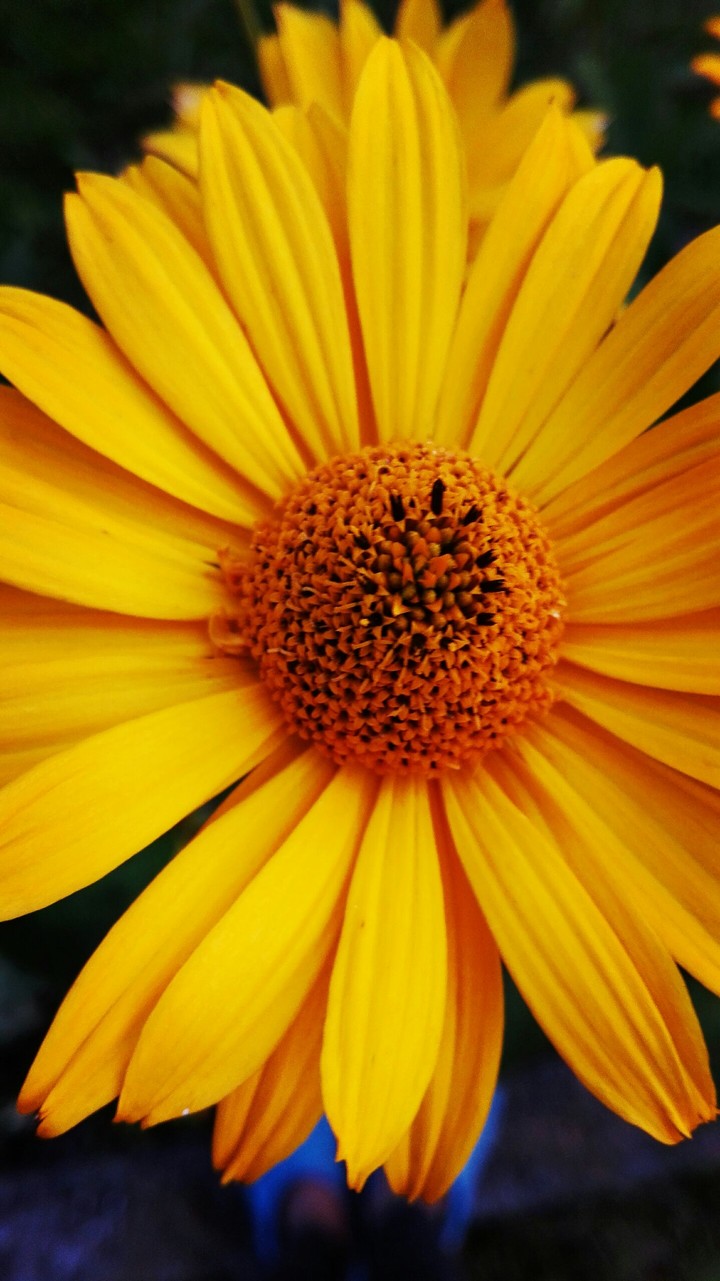 yellow like sun!