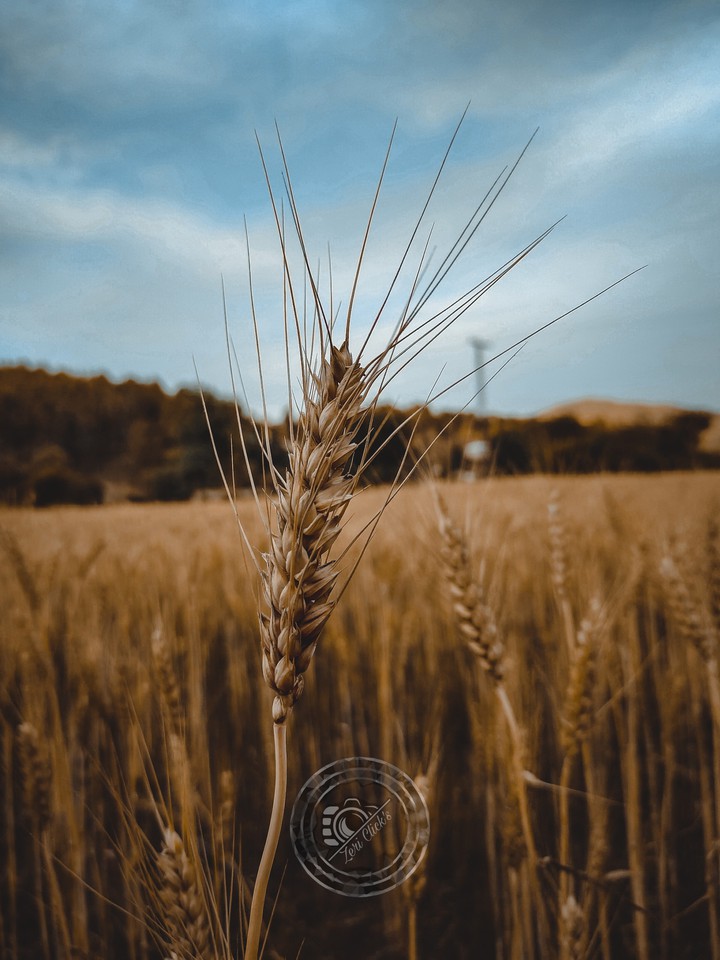 Crop