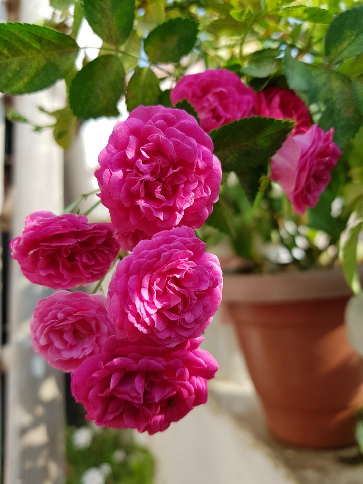 The colour of love