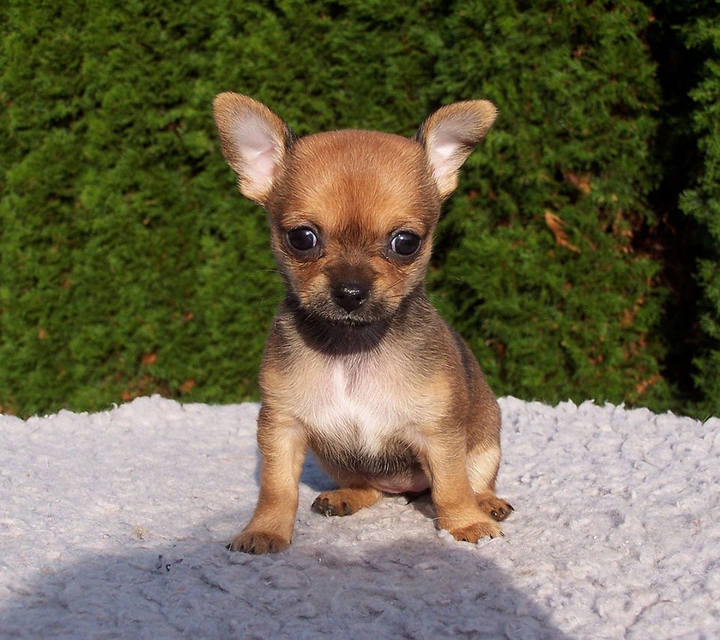 dog