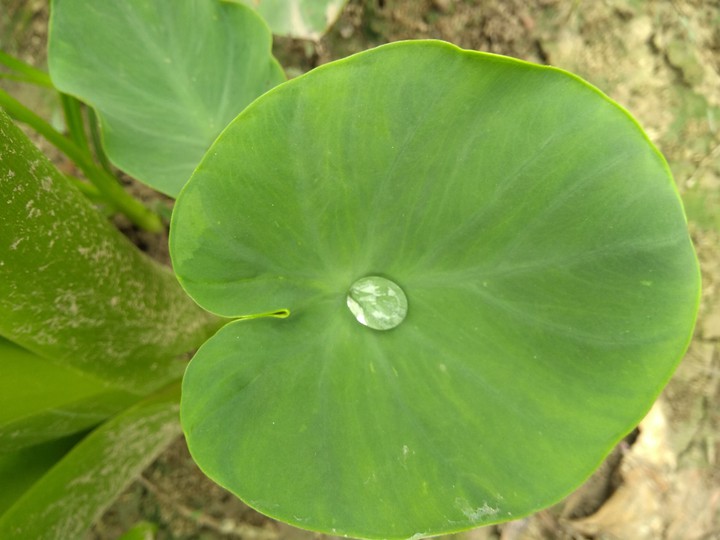 pre monsoon in india