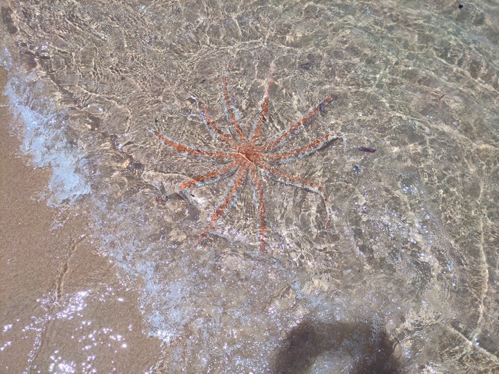 star fish