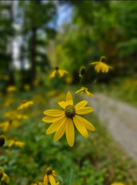 Flower, Green, Yellow