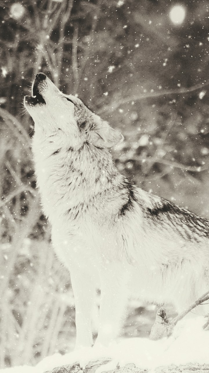 wolf