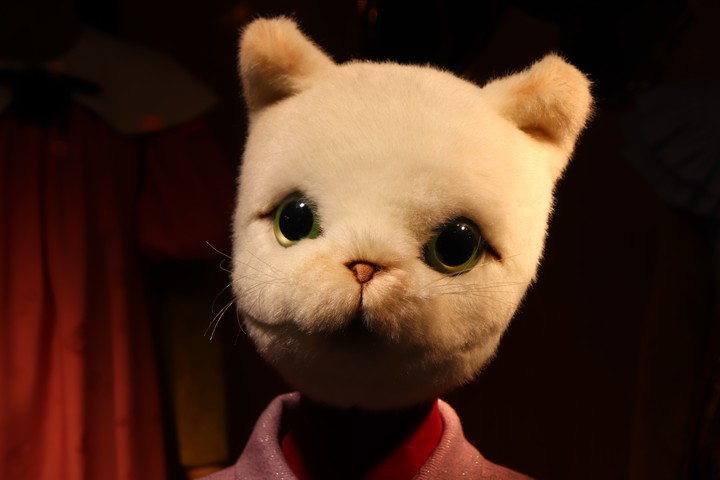 creysi cat