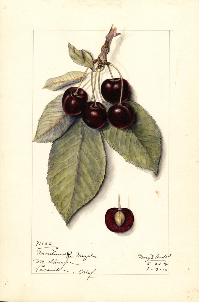 Cherry