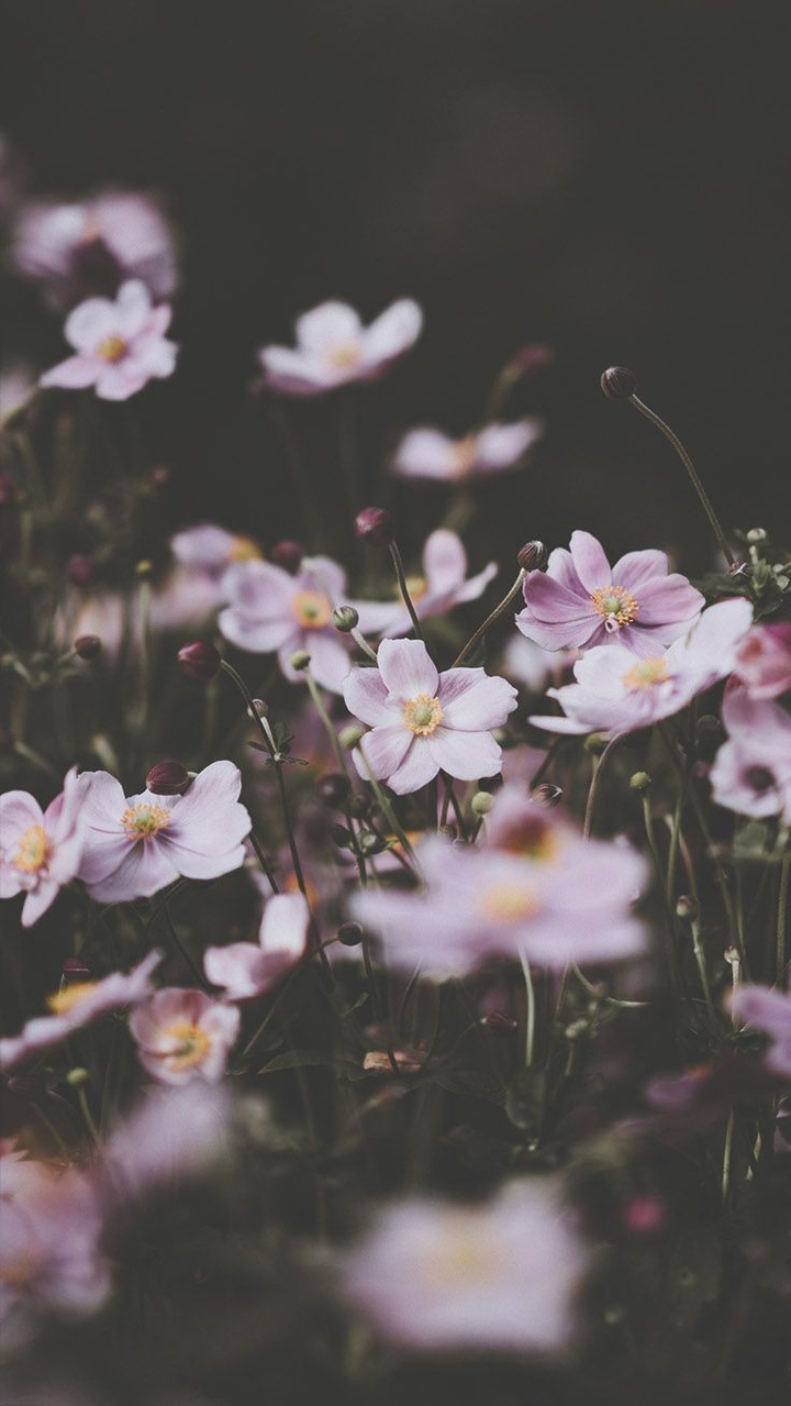 pink flowers