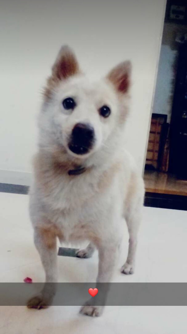 Dog