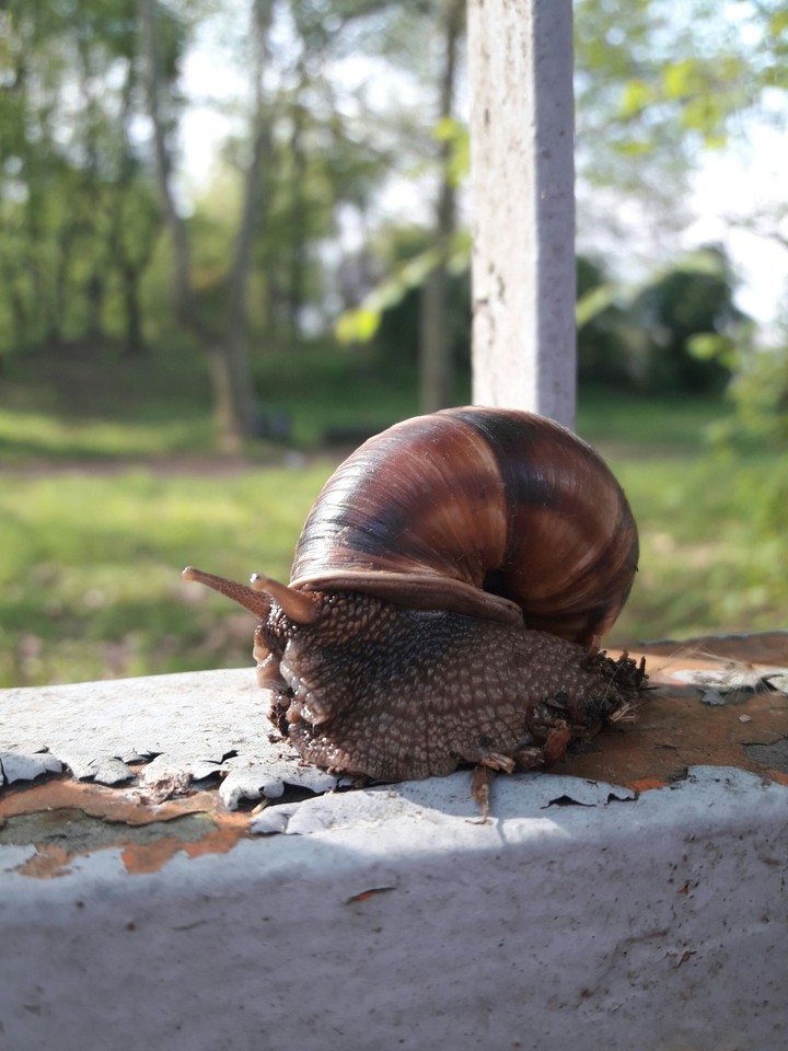 lumaca