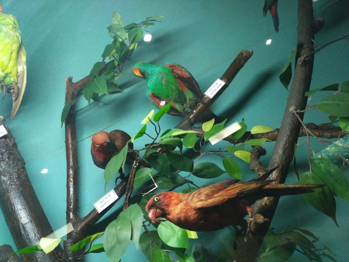 bird