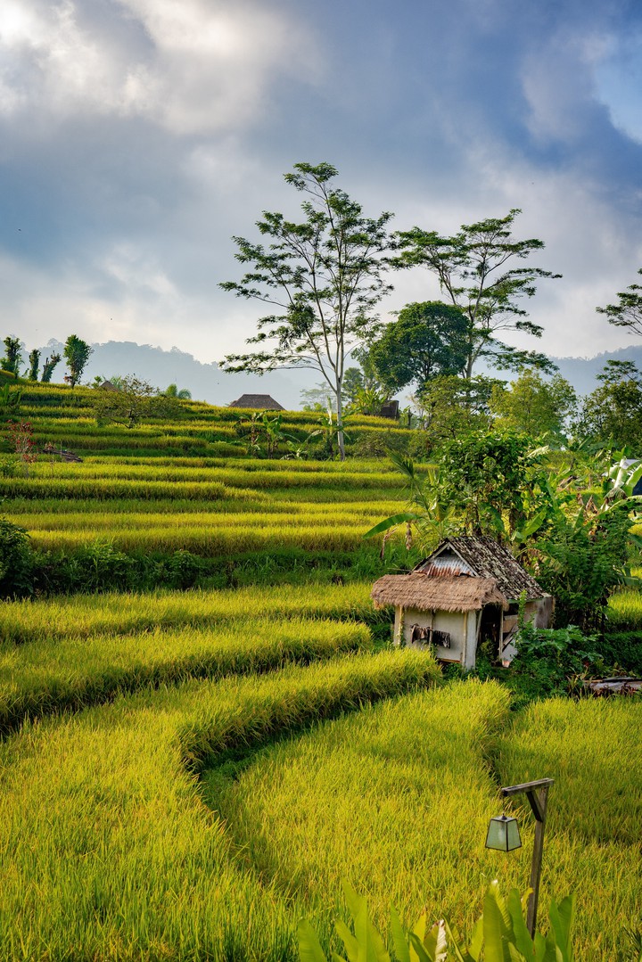greeny nature