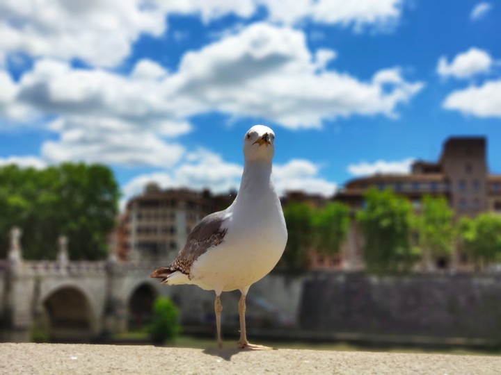 Bird