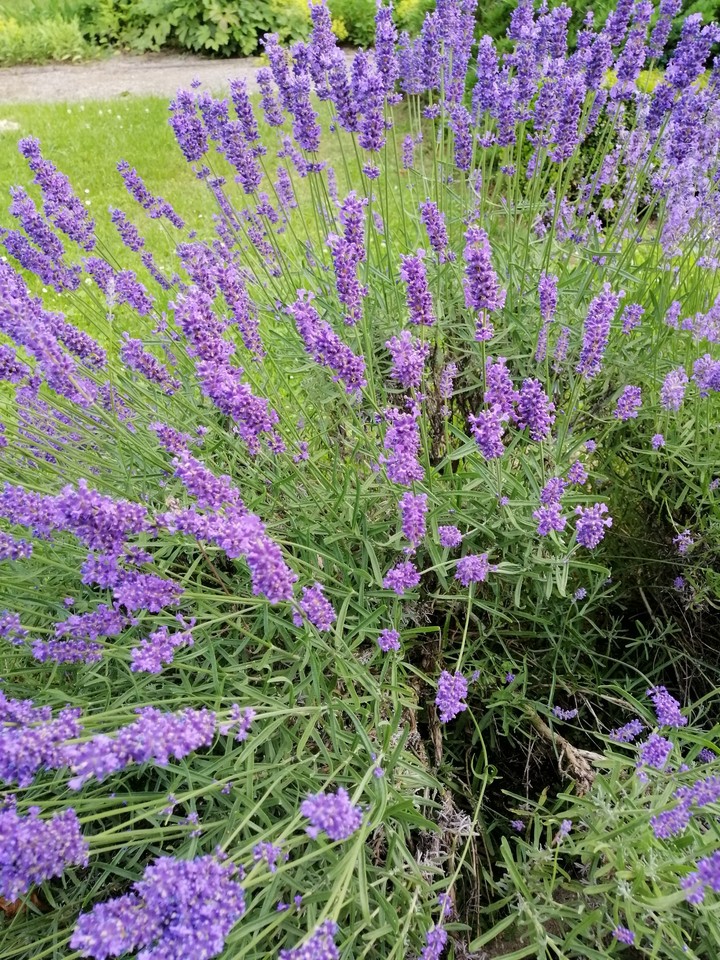 purple flowers