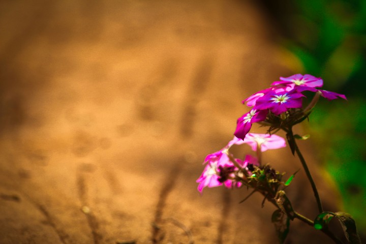 Violet Lilly Flower