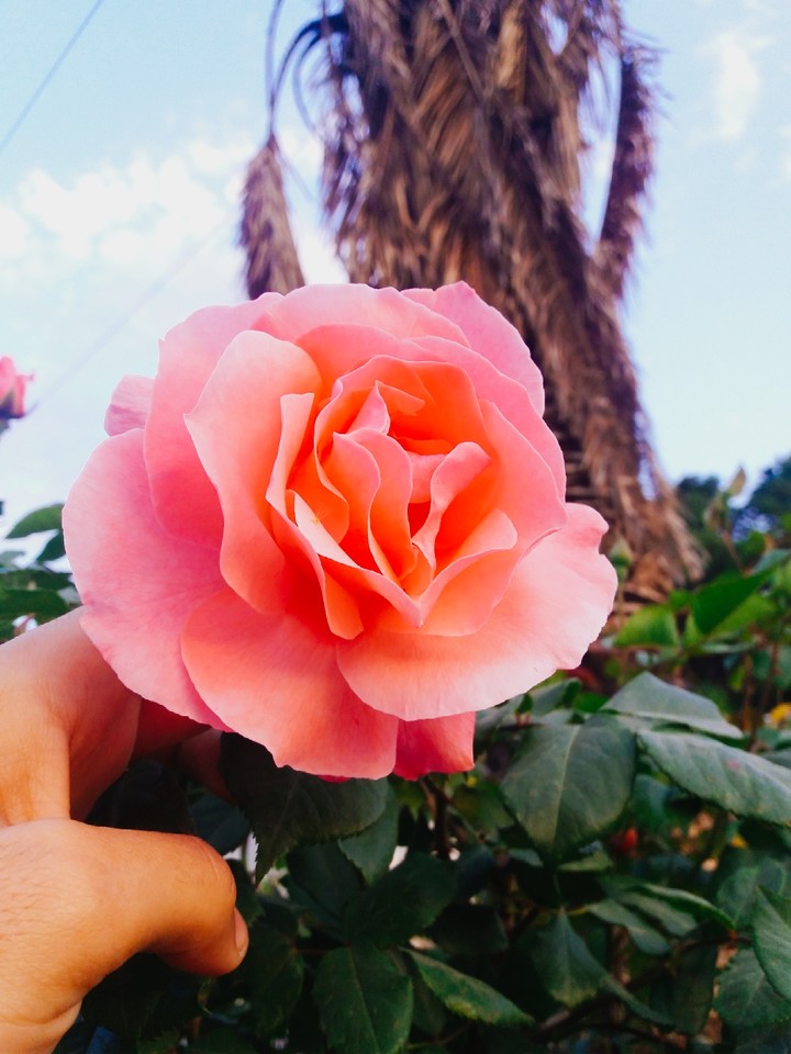 flower
