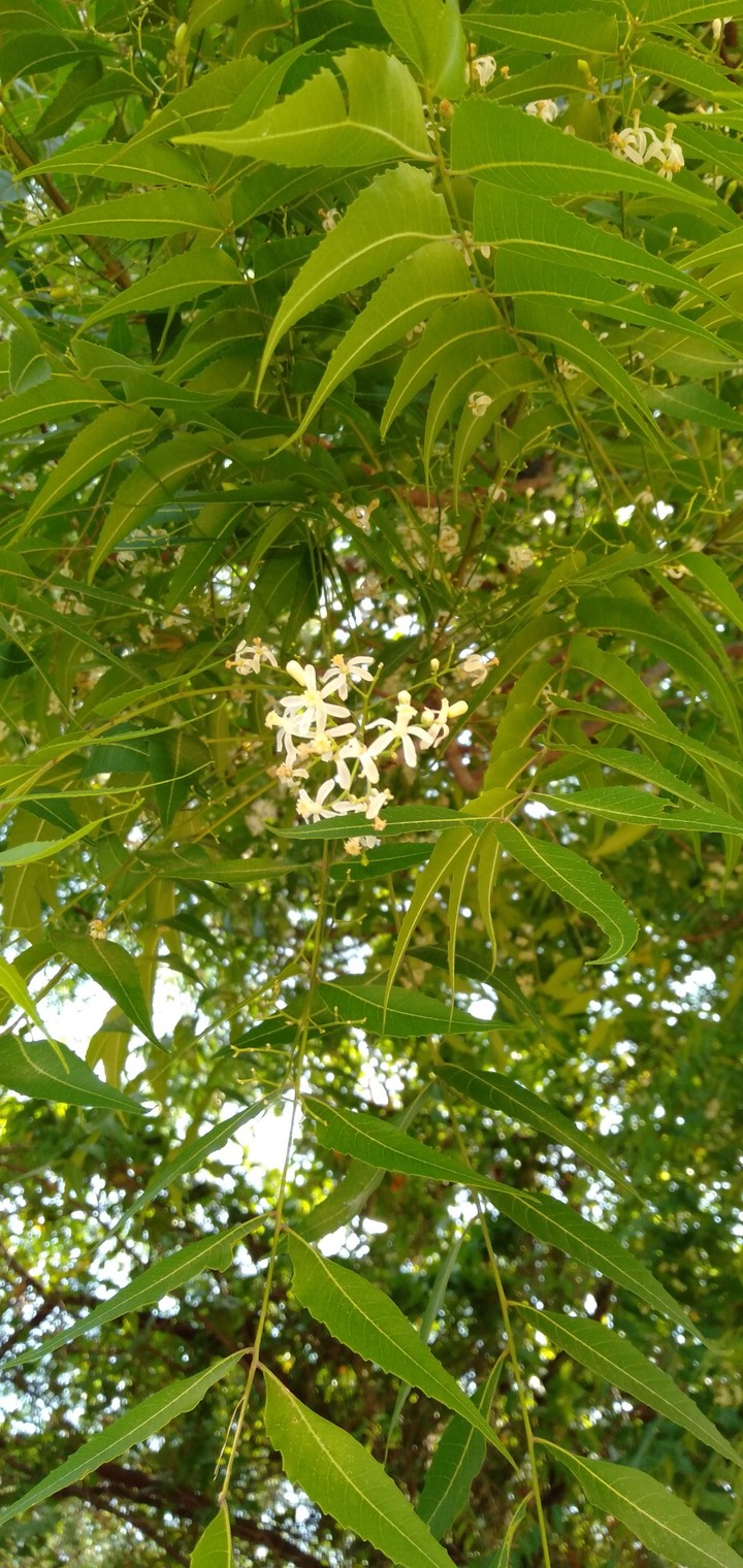 Raghu