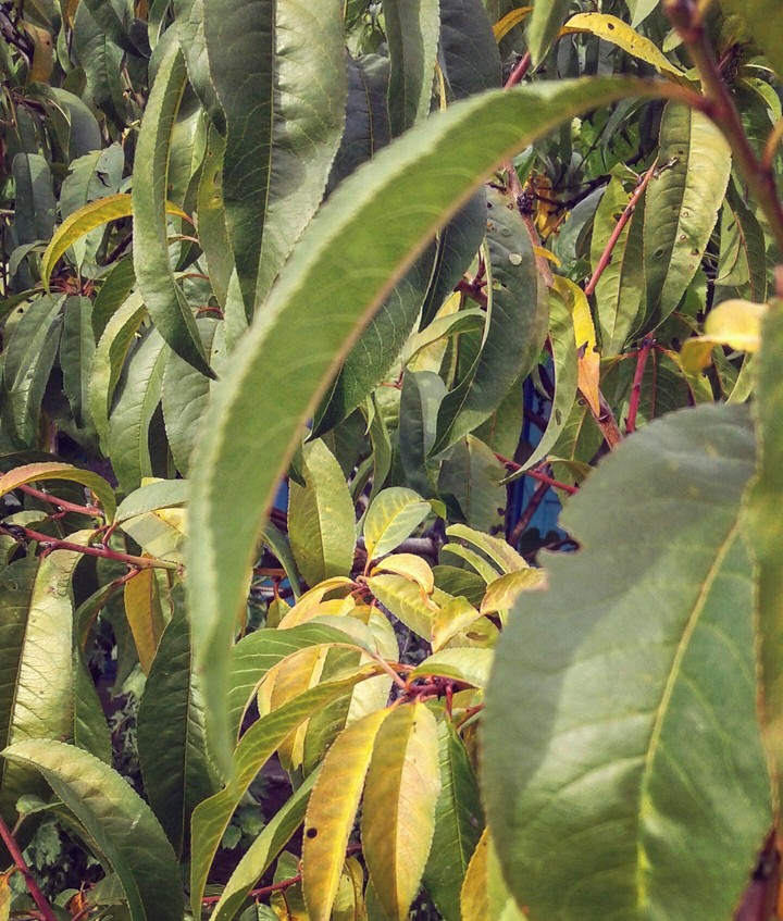Plant