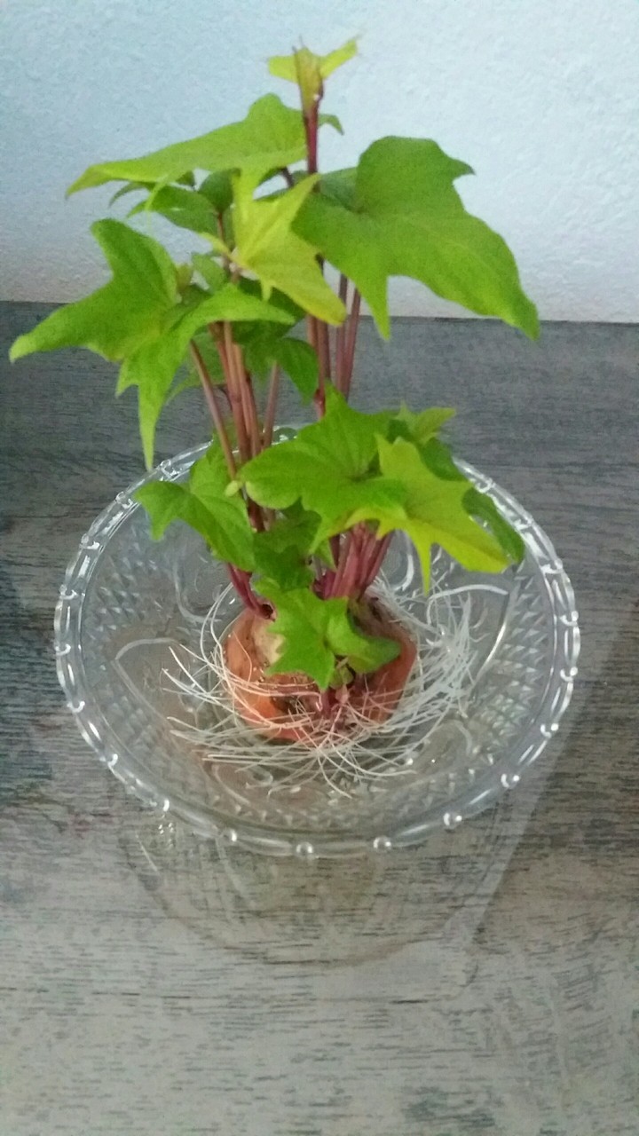 folhas de batata